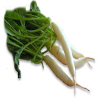 Radish