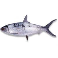 Milkfish (Chanos chanos)