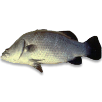 Seabass (Lates calcarifer)