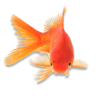 Ornamental Fishes